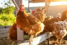 Des poules en plein air.