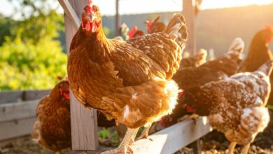 Des poules en plein air.