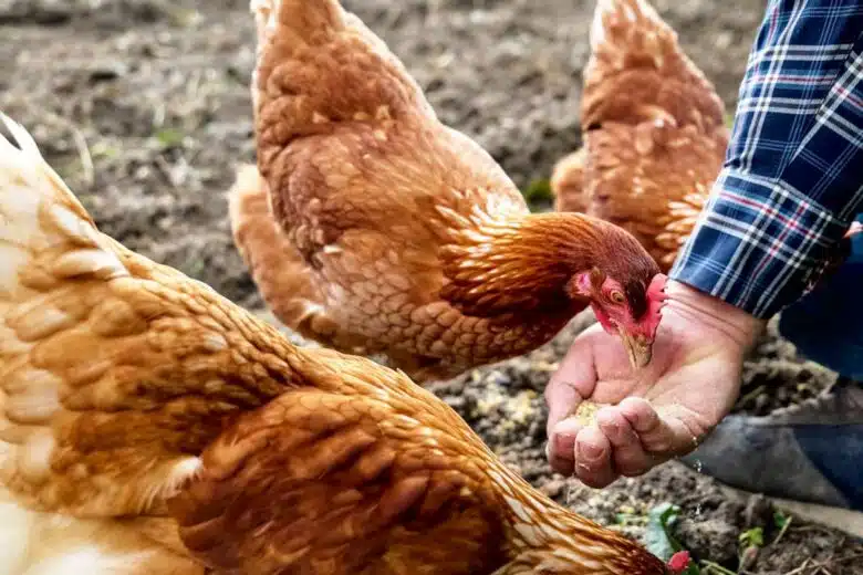 Une poule mange dans le creux de la main.