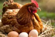 Une poule couve ses œufs.