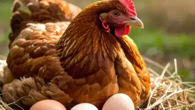 Une poule couve ses œufs.