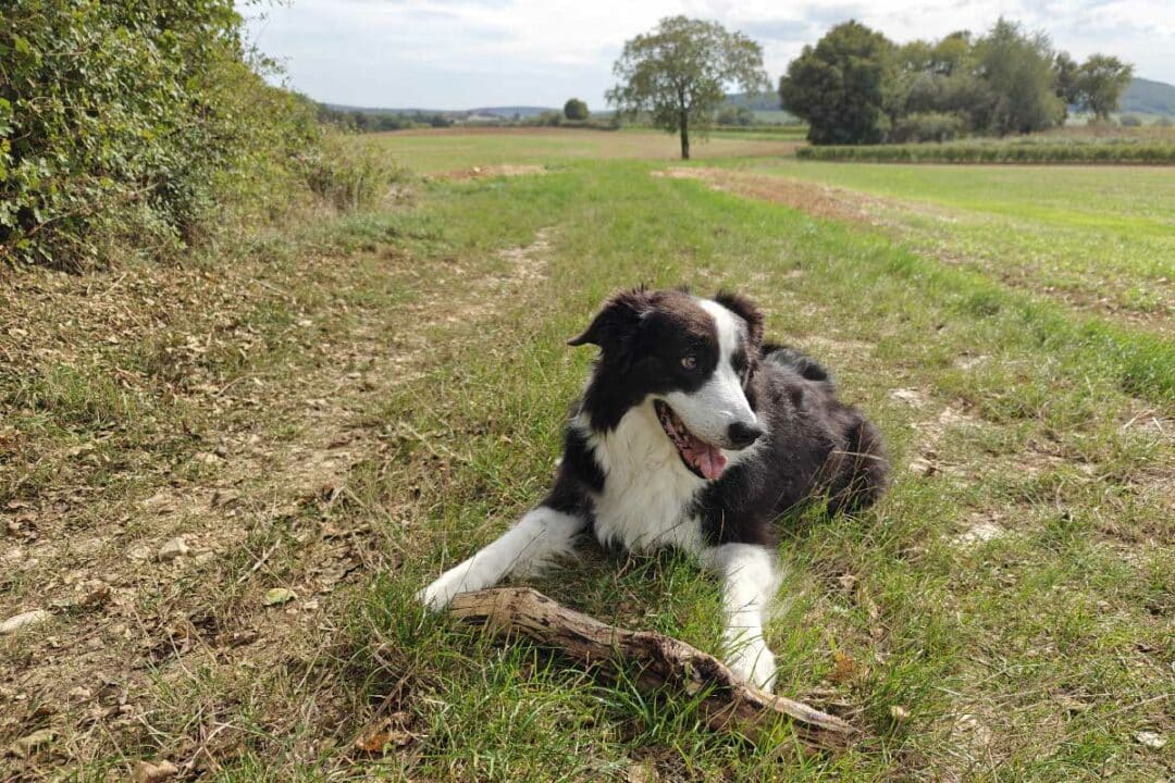 Pour ne pas perturber la nature et l'écosystème de la forêt, il est obligatoire de balader ses chiens tenus en laisse à certaines périodes. Crédit photo : N. Kleczinski / A. Bonazzi pour NeozOne