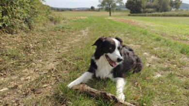Pour ne pas perturber la nature et l'écosystème de la forêt, il est obligatoire de balader ses chiens tenus en laisse à certaines périodes. Crédit photo : N. Kleczinski / A. Bonazzi pour NeozOne
