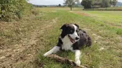 Pour ne pas perturber la nature et l'écosystème de la forêt, il est obligatoire de balader ses chiens tenus en laisse à certaines périodes. Crédit photo : N. Kleczinski / A. Bonazzi pour NeozOne