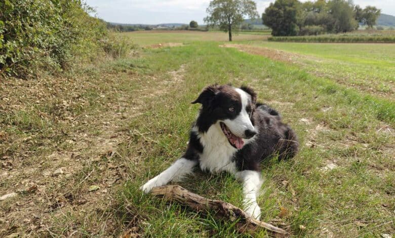 Pour ne pas perturber la nature et l'écosystème de la forêt, il est obligatoire de balader ses chiens tenus en laisse à certaines périodes. Crédit photo : N. Kleczinski / A. Bonazzi pour NeozOne