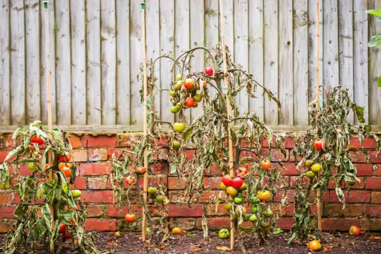 Des plants de tomates qui souffrent.