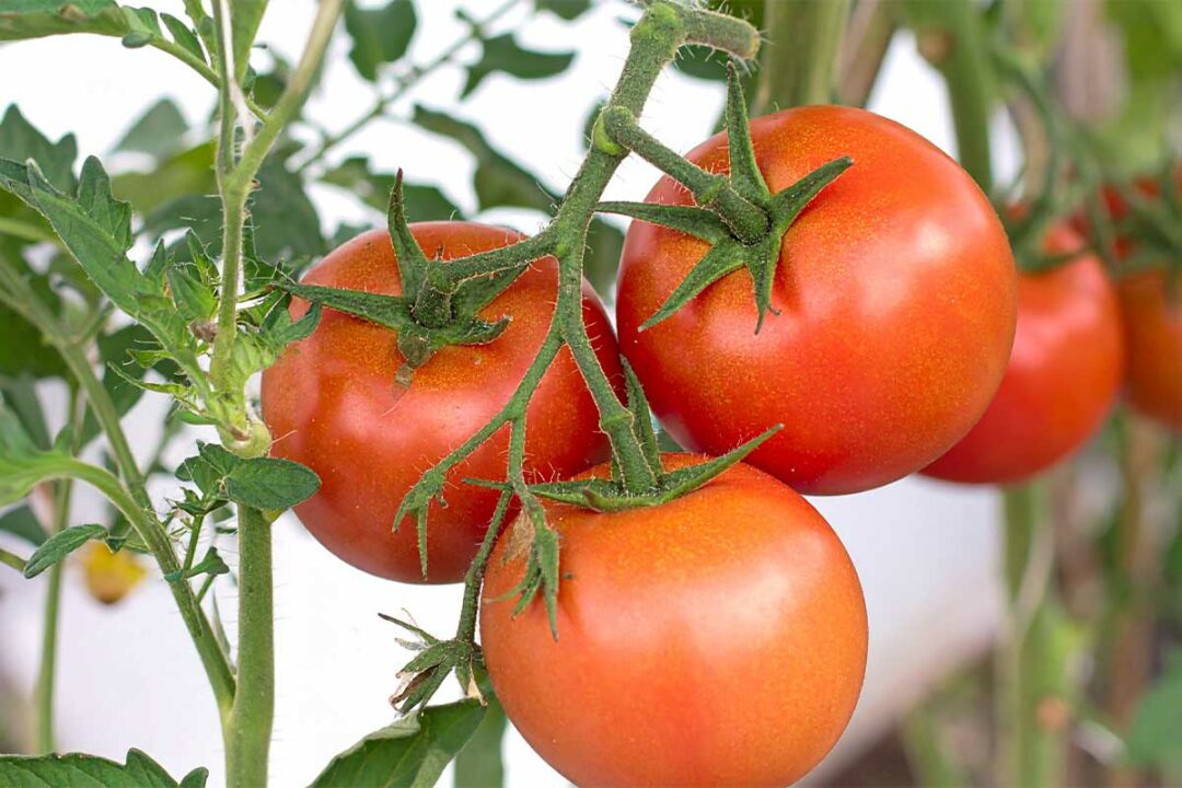 De belles tomates mûres.