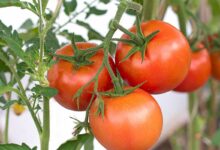 De belles tomates mûres.