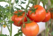De belles tomates mûres.