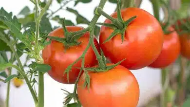 De belles tomates mûres.
