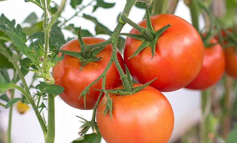 De belles tomates mûres.