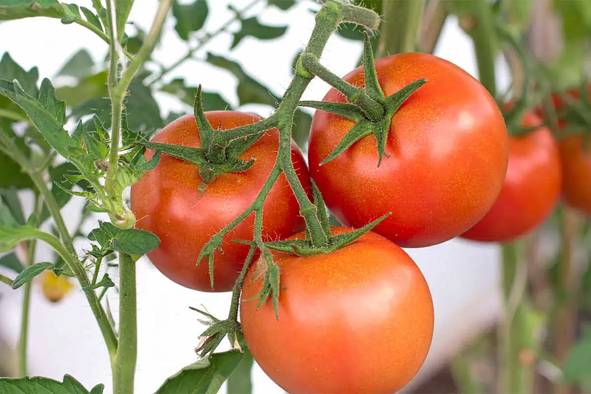 De belles tomates mûres.