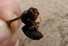 Un frelon asiatique retrouvé mort.