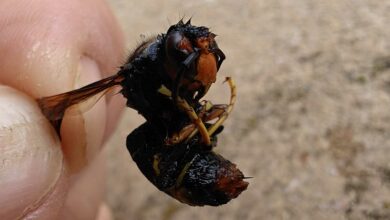 Un frelon asiatique retrouvé mort.