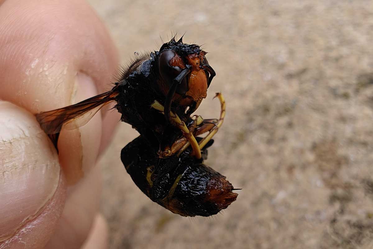Un frelon asiatique retrouvé mort.