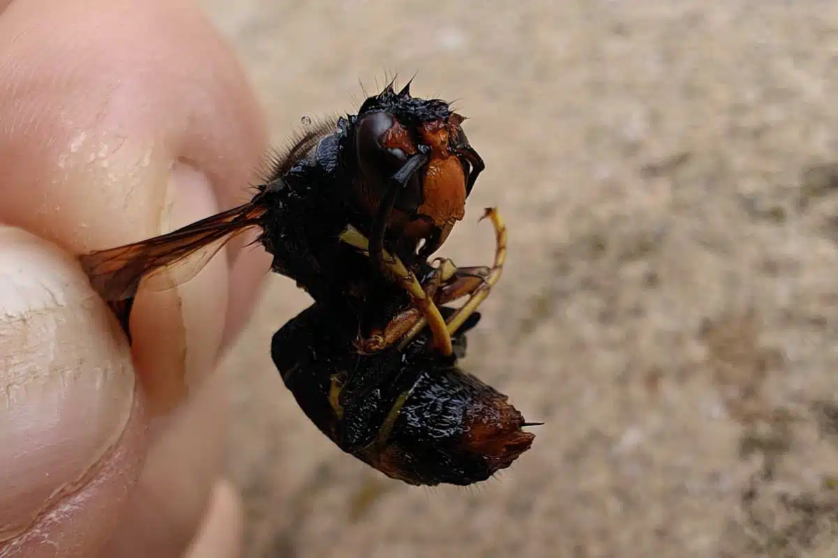 Un frelon asiatique retrouvé mort.