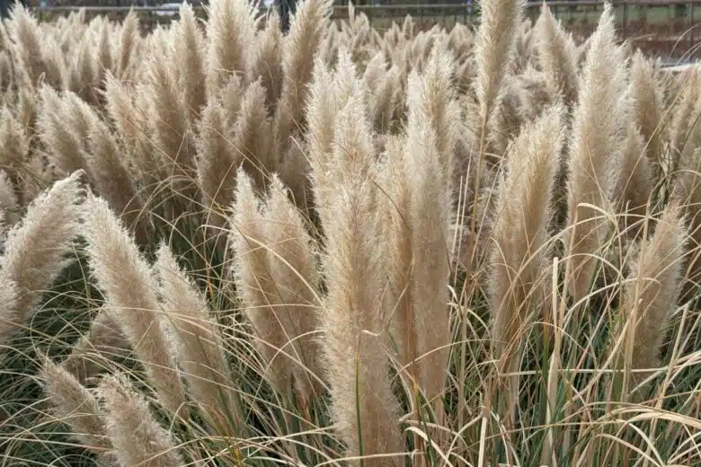 De nombreux plants d'herbe de la pampa.