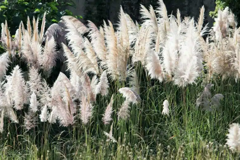 Des herbes de la pampa.
