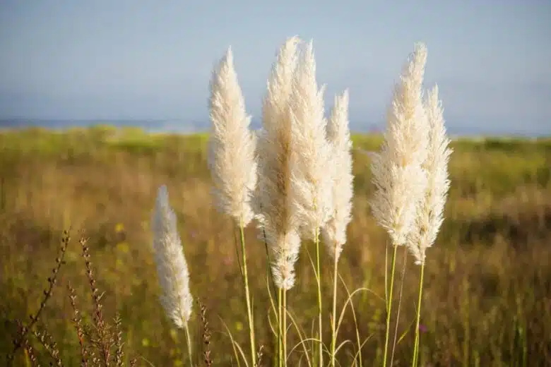 L'herbe de la pampa.