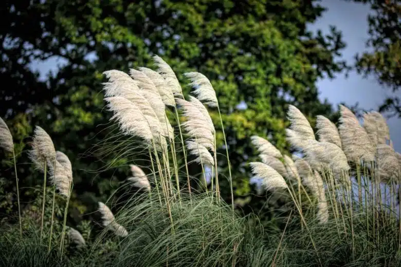 L'herbe de la pampa est invasive.