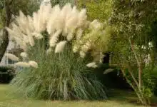 Un jardin avec des herbes de la pampa.