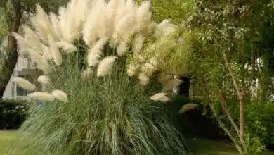 Un jardin avec des herbes de la pampa.