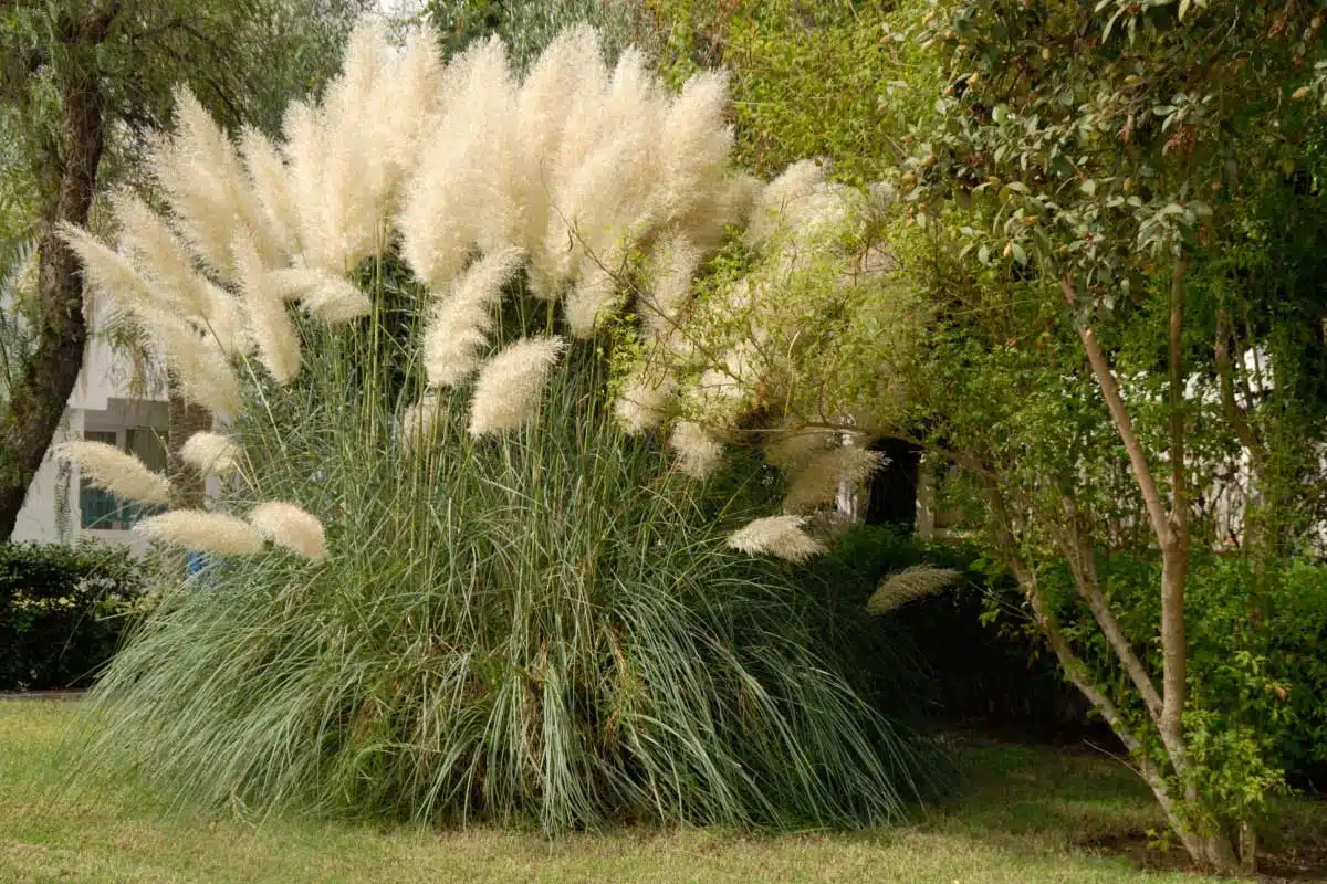 Un jardin avec des herbes de la pampa.