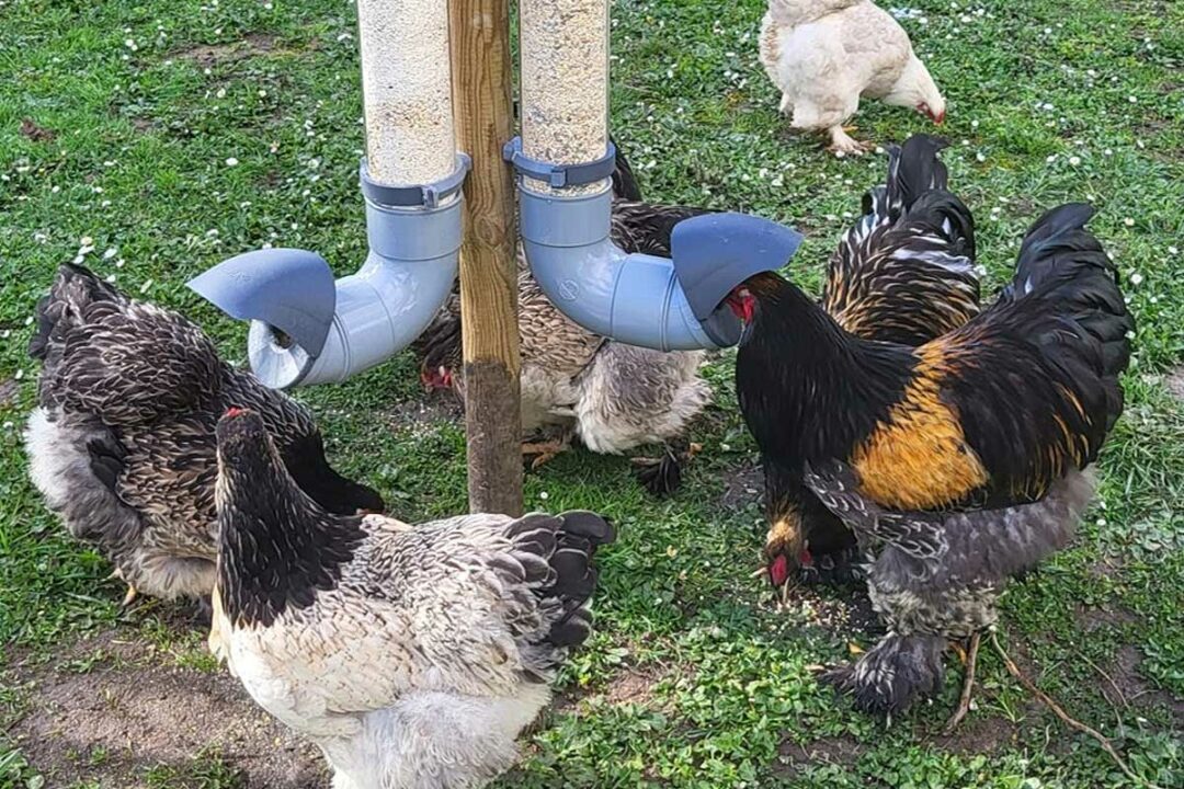 Des poules se nourrissent avec des mangeoires Evena.