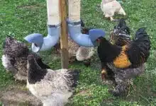 Des poules se nourrissent avec des mangeoires Evena.
