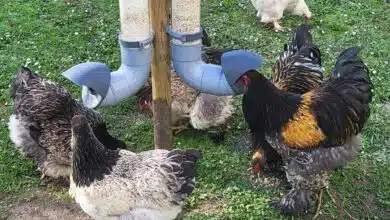 Des poules se nourrissent avec des mangeoires Evena.