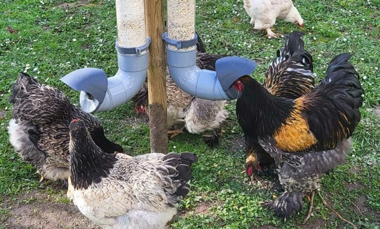 Des poules se nourrissent avec des mangeoires Evena.