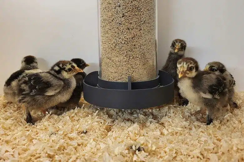 Une mangeoire pour poussins.