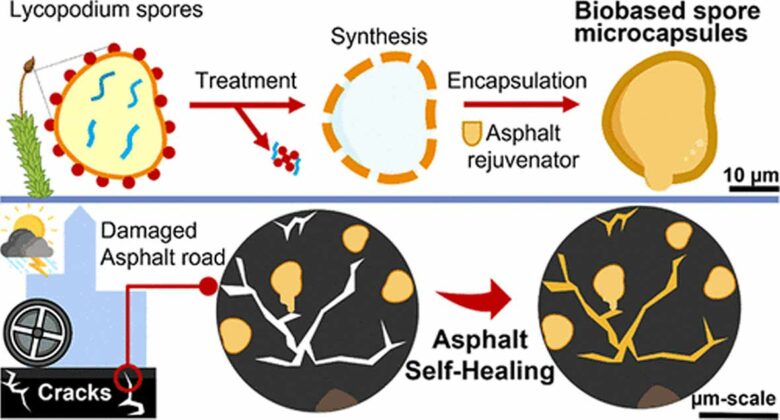 Des spores de plantes réparent le bitume lorsqu'une fissure se forme.