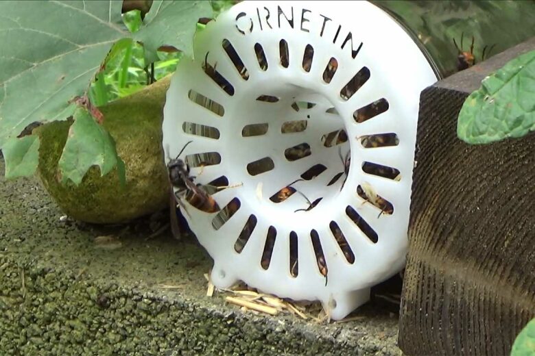 Un piège à frelon asiatique.