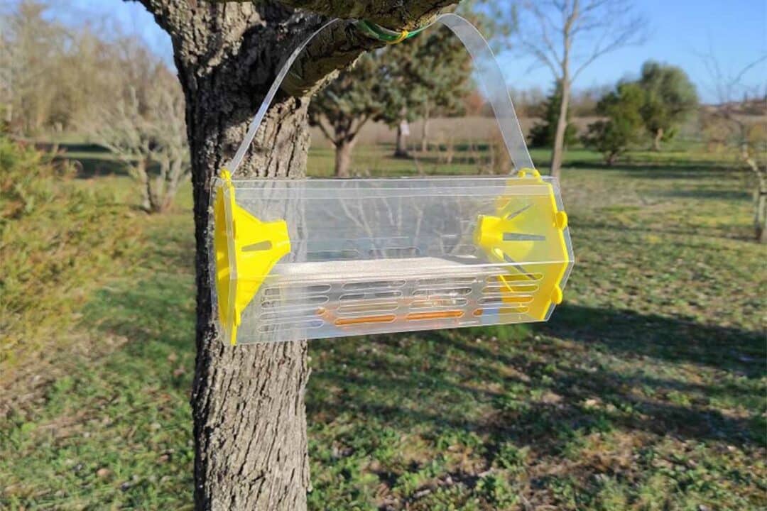 Un piège à frelon asiatique installé dans un arbre.