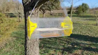 Un piège à frelon asiatique installé dans un arbre.