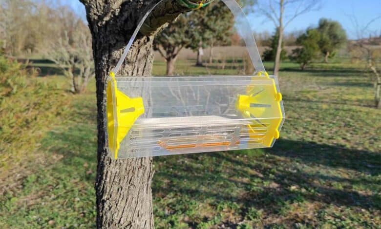 Un piège à frelon asiatique installé dans un arbre.