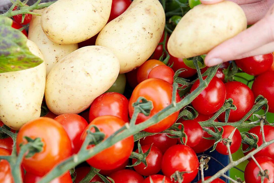 Un panier avec des tomates et des pommes de terre.