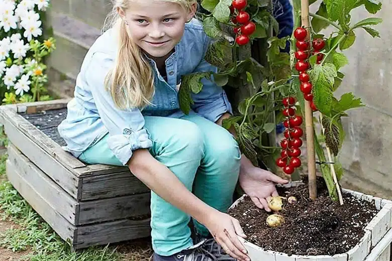 Un plant hybride qui produit des tomates et des pommes de terre.