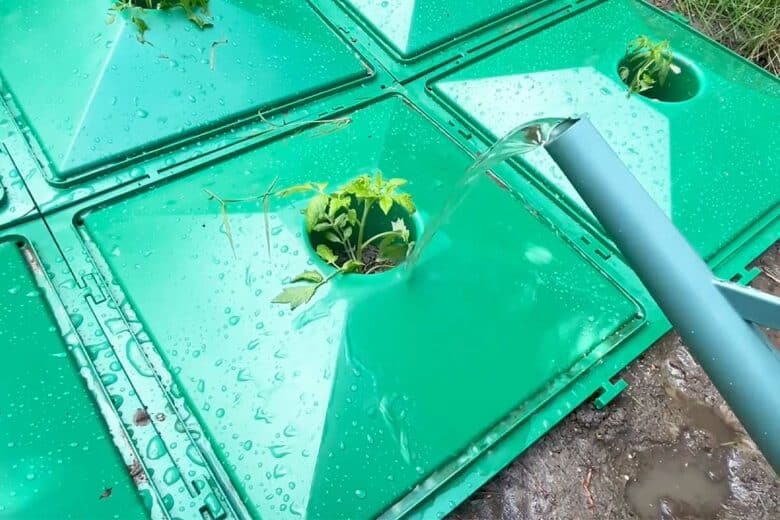 Arrosage des plants de tomate avec des plaques Ecolo5 installées.