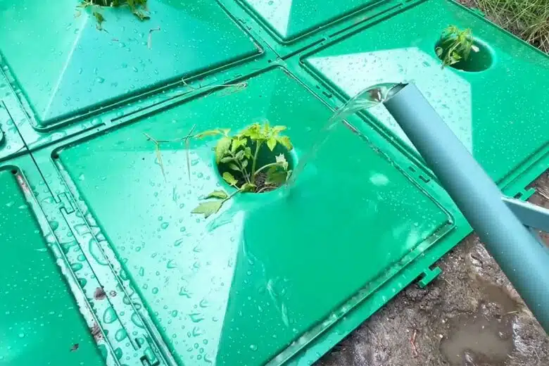 Arrosage des plants de tomate avec des plaques Ecolo5 installées.