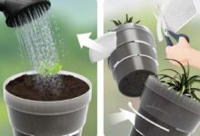 Un pot avec des intercalaires pour s'adapter à la croissance de la plante.