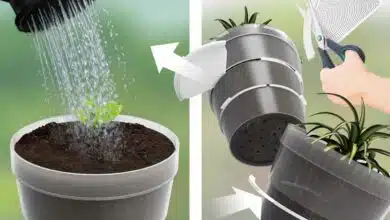 Un pot avec des intercalaires pour s'adapter à la croissance de la plante.