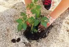 Repiquage d'un pied de tomates après bouturage.