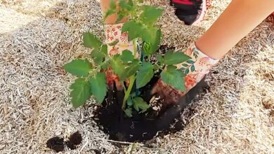 Repiquage d'un pied de tomates après bouturage.