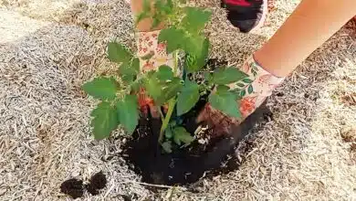 Repiquage d'un pied de tomates après bouturage.