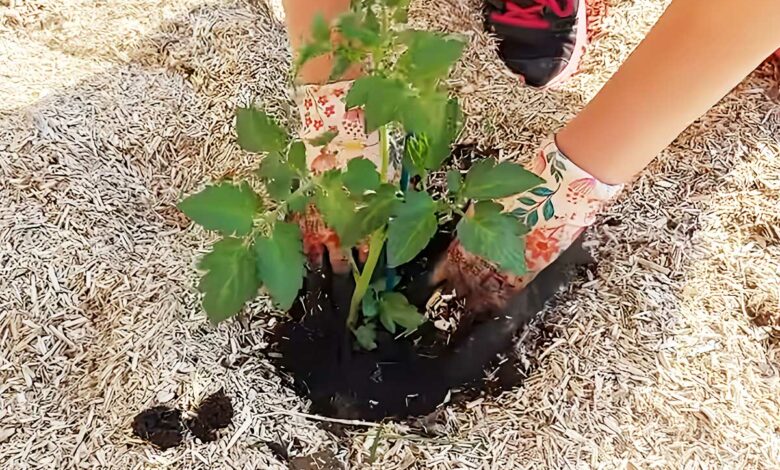 Repiquage d'un pied de tomates après bouturage.