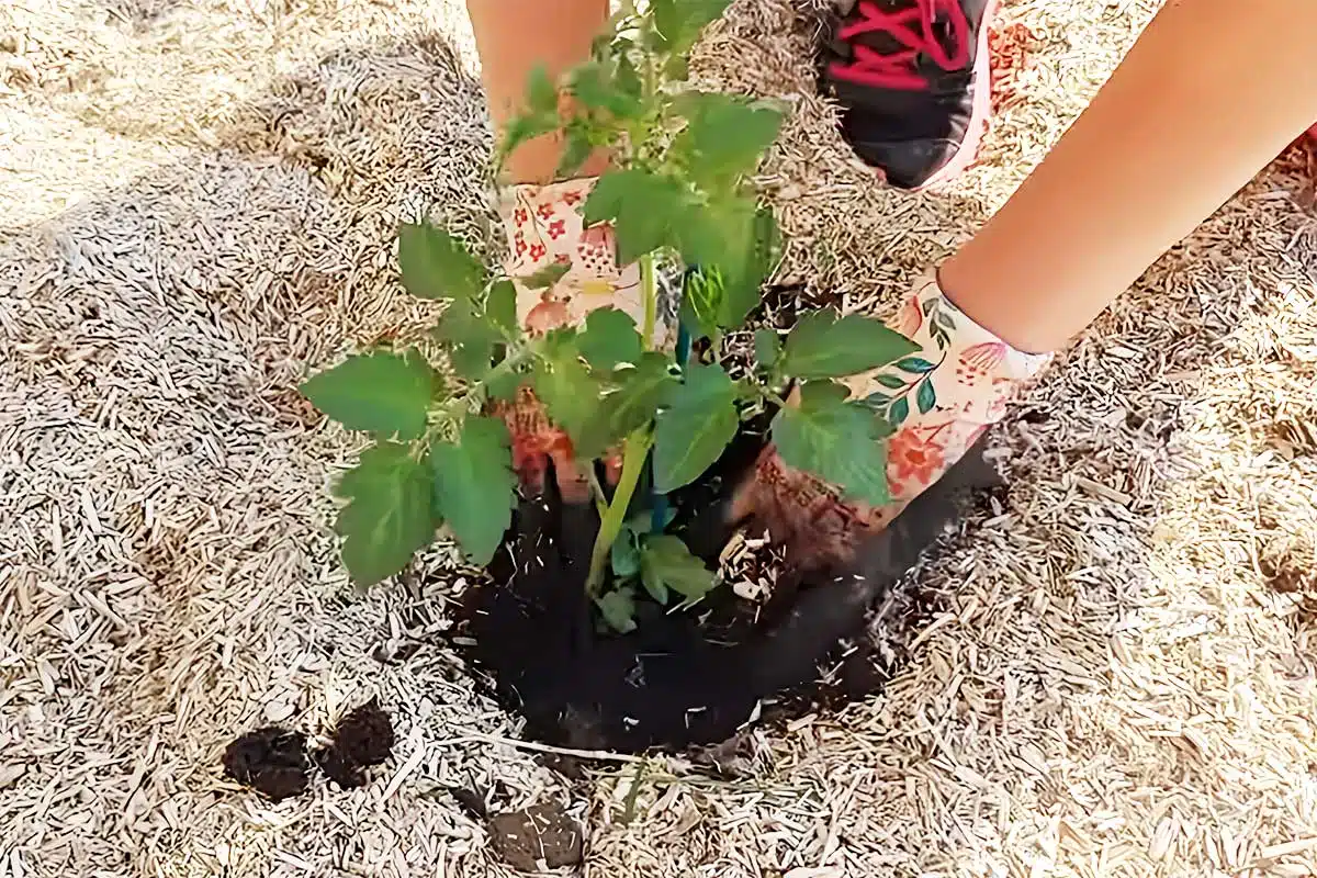 Repiquage d'un pied de tomates après bouturage.