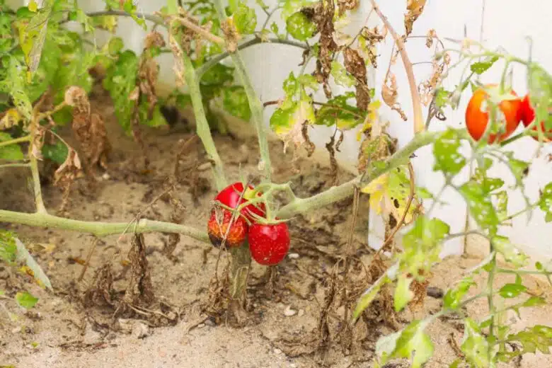 Des tomates victimes de la sécheresse.