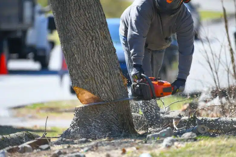 Un homme coupe un arbre.